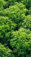 Naklejka premium Majestic Green Forest Canopy