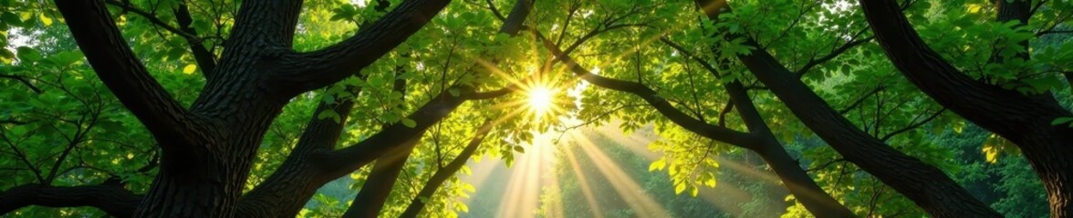 Sun-dappled forest arch of interwoven branches, leaves, canopy, trail