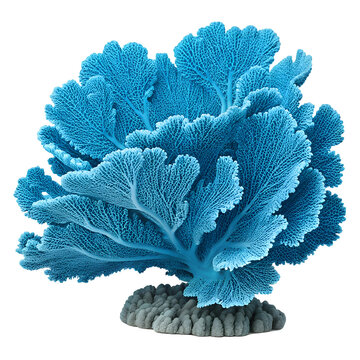 A pavona coral nature ocean reef.  white background.