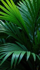 Deep emerald palm fronds, rich shadows, dense tropical garden setting , plant life, flora, nature photography