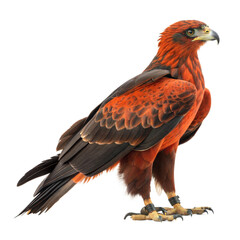 Obraz premium Australian Firehawk AI Generated Image