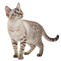 Australian-mist AI Generated Image