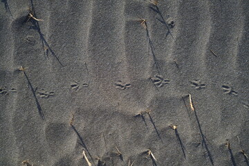 砂浜に鳥の足跡