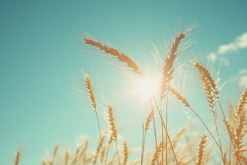 Obraz premium Wheat field and blue sky with sunlight in a peaceful rural setting