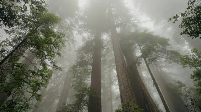 Looking up into the vast forest canopy of the magnificent redwood trees