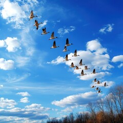 Obraz premium Flocks of migrating birds flying south for winter open sky nature photography serene environment aerial view seasonal change