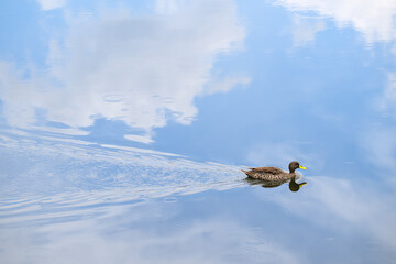A yellow billed duck swimming, with the reflection of a cloudy blue sky in the water