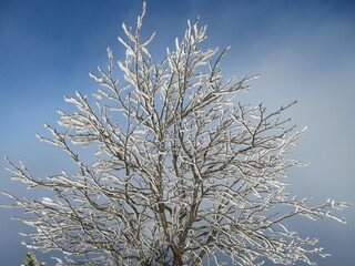 Winterliche Bäume im Allgäu