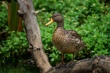 A yellow billed duck standing on a log