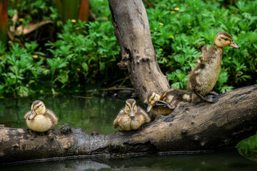Yellow billed ducklings standing on a log