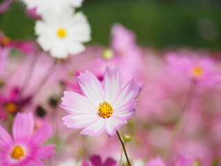 コスモス畑で撮った美しい花の瞬間