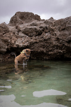 Brown dog pouncing at fish in ocean