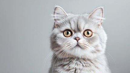 Obraz premium Persian cat idea. Adorable gray cat with striking yellow eyes, showcasing its fluffy fur and captivating gaze.