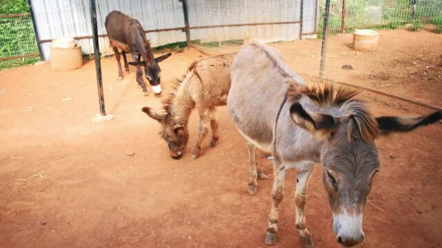 A close-up view of dwarf donkeys on a farm.