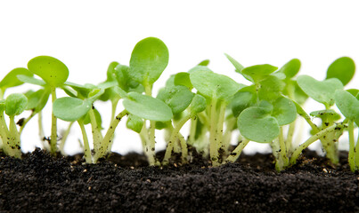 Fresh Bean Sprouts, Isolated White Background, Generative AI