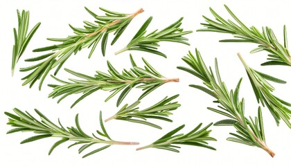 Naklejka premium a collection of fresh rosemary sprigs, showcasing their vibrant green color and needle-like leaves.