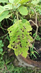 leaf with dew