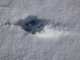 Footprints of fox (Vulpes vulpes) on the ground covered with soft, white snow in winter