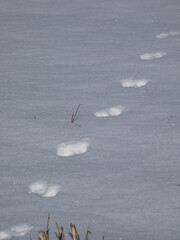 Footprints of paws of an animal on ground covered with white snow in winter