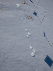 Footprints of paws of an animal on ground covered with white snow in winter