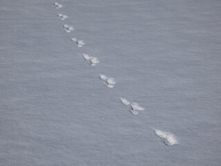 Footprints of paws of the European hare or brown hare (Lepus europaeus) in white snow in winter