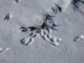 Footprints of paws of the European hare or brown hare (Lepus europaeus) in white snow in winter