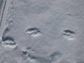 Footprints of the European pine marten (Martes martes) in the snow in winter