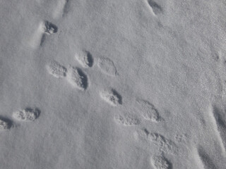 Footprints of paws of the European hare or brown hare (Lepus europaeus) in white snow in winter