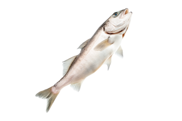 Haddock fish isolated on white transparent background, concept of marine life.