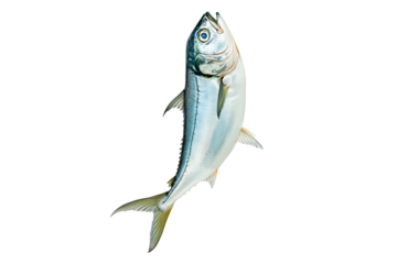 Fresh mackerel fish with detailed scales and fins isolated on white transparent background. Concept of seafood and marine life