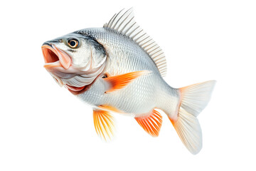Fototapeta premium Golden Perch fish with open mouth, detailed fins and scales isolated on white transparent background. Concept of marine wildlife and fishing
