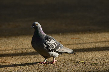 Pidgeon walking in the shadows.
