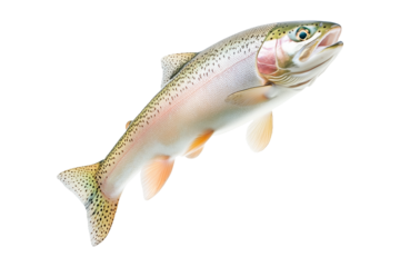 Closeup of a colorful rainbow trout fish with spotted scales, fins and open mouth isolated on white transparent background, concept of wildlife