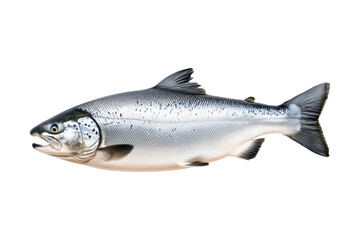 Obraz premium Silver salmon fish with fine details, textured scales and fins isolated on white transparent background. Concept of aquatic life