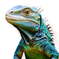 Fototapeta premium Captivating Double Exposure Portrait of an Iguana on a Crisp White Background for Artistic Endeavors
