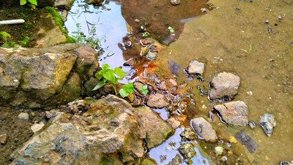 The edge of the clear river