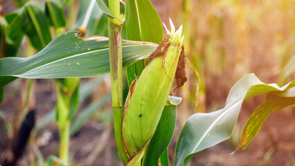 Corn fruit in a corn plantation
