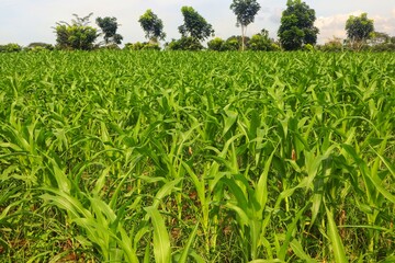 Green and wide young corn field in agricultural garden.