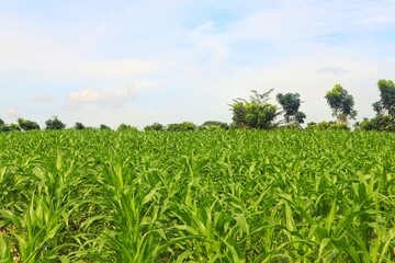 Green and wide young corn field in agricultural garden.