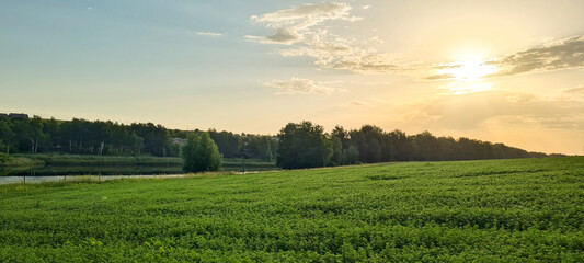 Rural landscape, nature photo, fields with wheat, background of ripening ears at sunrise, cloudy,...