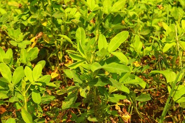 Peanut plant or Arachis hypogaea, close up view.