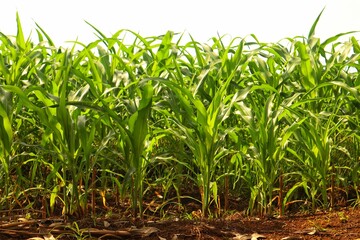 Obraz premium Green and wide young corn field in agricultural garden.