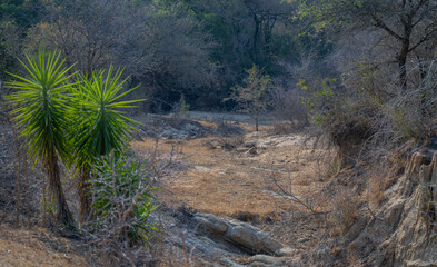 Landscape - Flora Botany Bush in Kruger Nationalpark