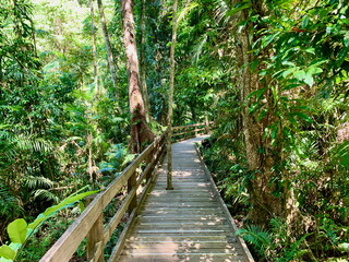 Jindalba boardwalk winding through the lush Daintree rainforest, Cape Tribulation, Australia