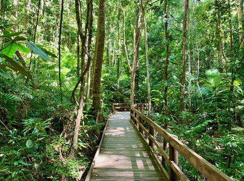 Jindalba boardwalk winding through the lush Daintree rainforest, Cape Tribulation, Australia
