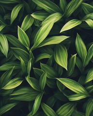 Fototapeta premium Lush Green Leaves with Subtle Yellow Stripes, Botanical Background Texture