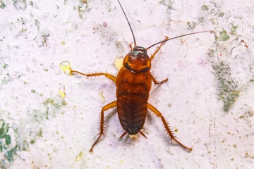 a cockroach on the wall