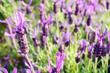 満開に咲いているフレンチラベンダー。