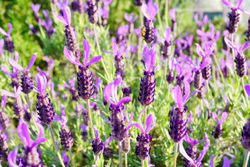 満開に咲いているフレンチラベンダー。