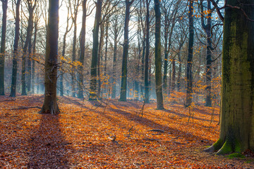 Forest in mist, fog, haze and sunbeams in winter, Lage Vuursche, Utrecht, Netherlands, January 11, 2025